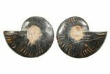 Cut & Polished Ammonite Fossil - Unusual Black Color #367733-1